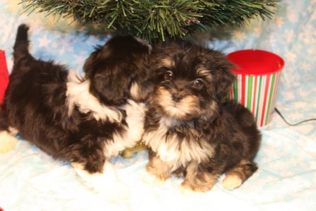 havanese-puppies